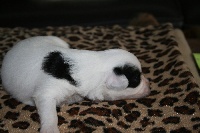 CHIOT