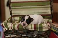 CHIOT