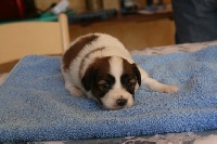CHIOT
