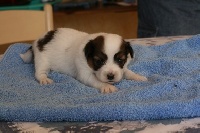 CHIOT