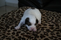 CHIOT