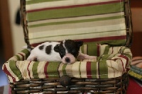 CHIOT