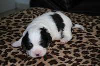 CHIOT