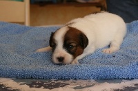 CHIOT