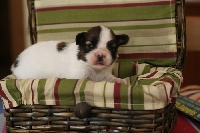 CHIOT