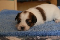 CHIOT