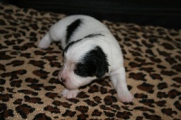CHIOT