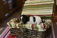 CHIOT
