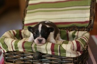 CHIOT